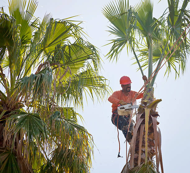 Best Tree Pruning Services  in San Felipe Pueblo, NM